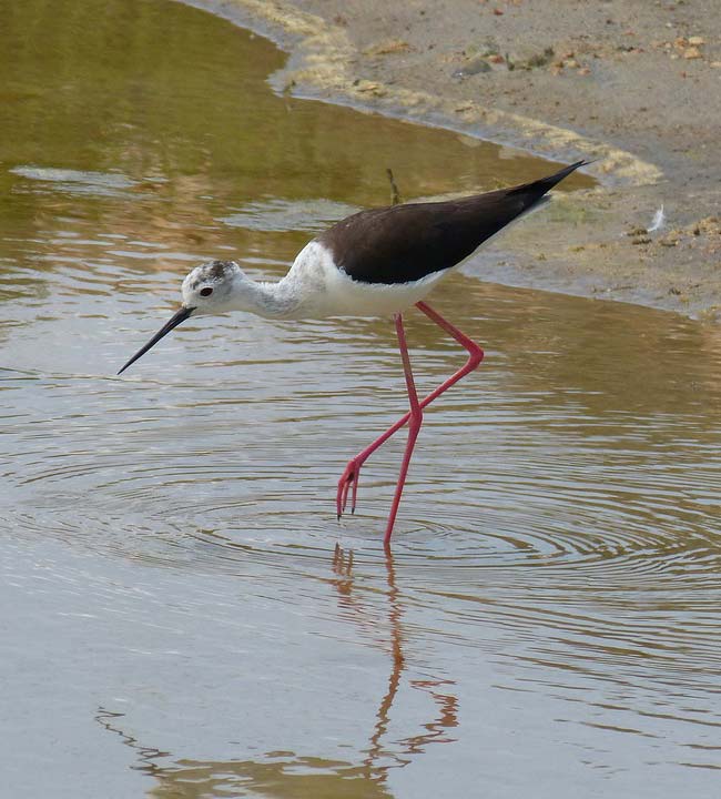Parque_Natural_del_Delta_del_Ebro